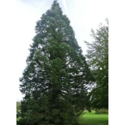 Pépinières Naudet Conifères | PÉPINIÈRES NAUDET - Séquoia géant (sequoiadendron gigantea) - godet - taille 10cm