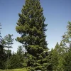 Pépinières Naudet Conifères | PÉPINIÈRES NAUDET - Séquoia toujours vert (sequoia sempervirens) - godet - taille 20/40cm