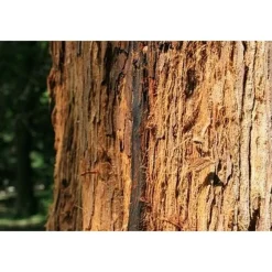 Pépinières Naudet Conifères | PÉPINIÈRES NAUDET - Séquoia toujours vert (sequoia sempervirens) - godet - taille 20/40cm