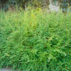 Pépinières Naudet PÉPINIÈRES NAUDET - Symphorine de chenault 'hancock' (symphoricarpos x chenaultii 'hancock')