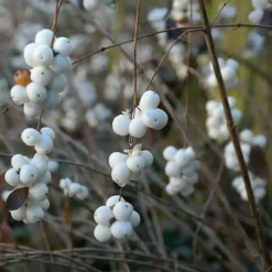 Pépinières Naudet PÉPINIÈRES NAUDET - Symphorine de chenault 'hancock' (symphoricarpos x chenaultii 'hancock')