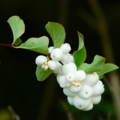 Pépinières Naudet Arbres Et Arbustes | PÉPINIÈRES NAUDET - Symphorine 'white edge' (symphoricarpos doorenbosii 'white hedge')
