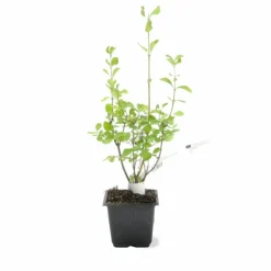 Pépinières Naudet Arbres Et Arbustes | PÉPINIÈRES NAUDET - Symphorine 'white edge' (symphoricarpos doorenbosii 'white hedge')