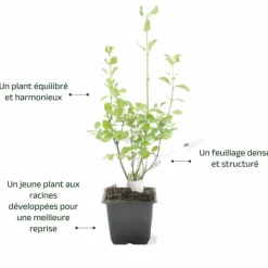 Pépinières Naudet Arbres Et Arbustes | PÉPINIÈRES NAUDET - Symphorine 'white edge' (symphoricarpos doorenbosii 'white hedge')