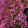 Pépinières Naudet Plantes De Haies | PÉPINIÈRES NAUDET - Tamaris de printemps (tamarix tetrandra 'africana')