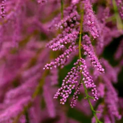 Pépinières Naudet Plantes De Haies | PÉPINIÈRES NAUDET - Tamaris de printemps (tamarix tetrandra 'africana')