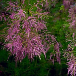 Pépinières Naudet Plantes De Haies | PÉPINIÈRES NAUDET - Tamaris de printemps (tamarix tetrandra 'africana')