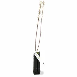 Pépinières Naudet Plantes De Haies | PÉPINIÈRES NAUDET - Tamaris de printemps (tamarix tetrandra 'africana')