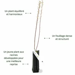 Pépinières Naudet Plantes De Haies | PÉPINIÈRES NAUDET - Tamaris de printemps (tamarix tetrandra 'africana')
