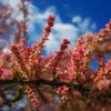 Pépinières Naudet Arbres Et Arbustes | PÉPINIÈRES NAUDET - Tamaris d'été (tamarix ramosissima)