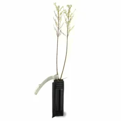 Pépinières Naudet Arbres Et Arbustes | PÉPINIÈRES NAUDET - Tamaris d'été (tamarix ramosissima)