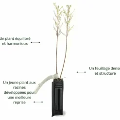 Pépinières Naudet Arbres Et Arbustes | PÉPINIÈRES NAUDET - Tamaris d'été (tamarix ramosissima)