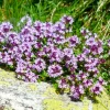 Pépinières Naudet Plants De Légumes Et Aromatiques | PÉPINIÈRES NAUDET - Thym (thymus officinalis)