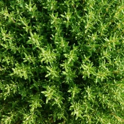Pépinières Naudet Plants De Légumes Et Aromatiques | PÉPINIÈRES NAUDET - Thym (thymus officinalis)