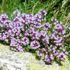 Pépinières Naudet Plants De Légumes Et Aromatiques | PÉPINIÈRES NAUDET - Thym (thymus officinalis)