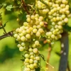 Pépinières Naudet PÉPINIÈRES NAUDET - Vigne 'muscat d'alexandrie' (vitis vinifera 'muscat d'alexandrie') Discount