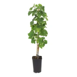Pépinières Naudet PÉPINIÈRES NAUDET - Vigne 'muscat d'alexandrie' (vitis vinifera 'muscat d'alexandrie') Discount