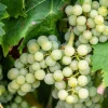 Pépinières Naudet Fruitiers Et Agrumes | PÉPINIÈRES NAUDET - Vigne 'sauvignon blanc' (vitis vinifera 'sauvignon blanc' )