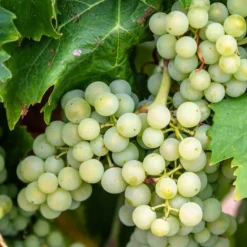 Pépinières Naudet Fruitiers Et Agrumes | PÉPINIÈRES NAUDET - Vigne 'sauvignon blanc' (vitis vinifera 'sauvignon blanc' )