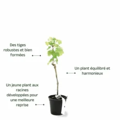 Pépinières Naudet Fruitiers Et Agrumes | PÉPINIÈRES NAUDET - Vigne 'sauvignon blanc' (vitis vinifera 'sauvignon blanc' )