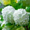 Pépinières Naudet PÉPINIÈRES NAUDET - Viorne obier (viburnum opulus) Hot
