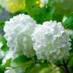 Pépinières Naudet PÉPINIÈRES NAUDET - Viorne obier (viburnum opulus) Hot