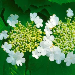 Pépinières Naudet PÉPINIÈRES NAUDET - Viorne obier (viburnum opulus) Hot
