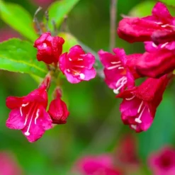 Pépinières Naudet Arbres Et Arbustes | PÉPINIÈRES NAUDET - Weigela 'red prince' (weigela x florida 'red prince')