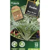 Protecta - Graines paysannes - cardon plein blanc inerme Discount