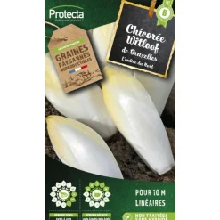 Protecta - Graines paysannes - chicorée endive de bruxelles Online