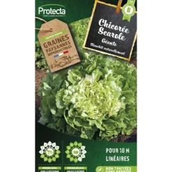 Protecta Graines De Légumes Et Aromatiques | - Graines paysannes - chicorée scarole géante maraichère