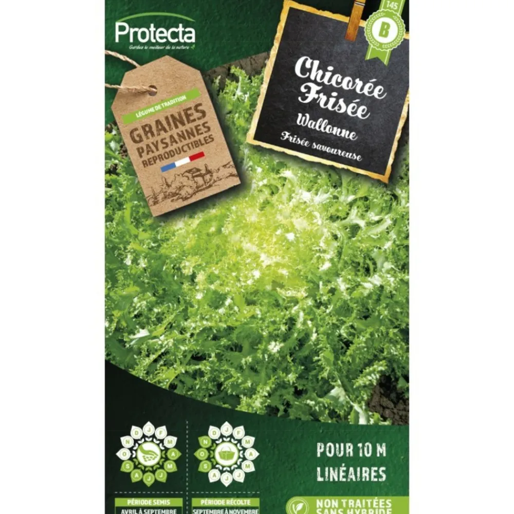 Protecta - Graines paysannes - chicorée frisée wallonne Outlet