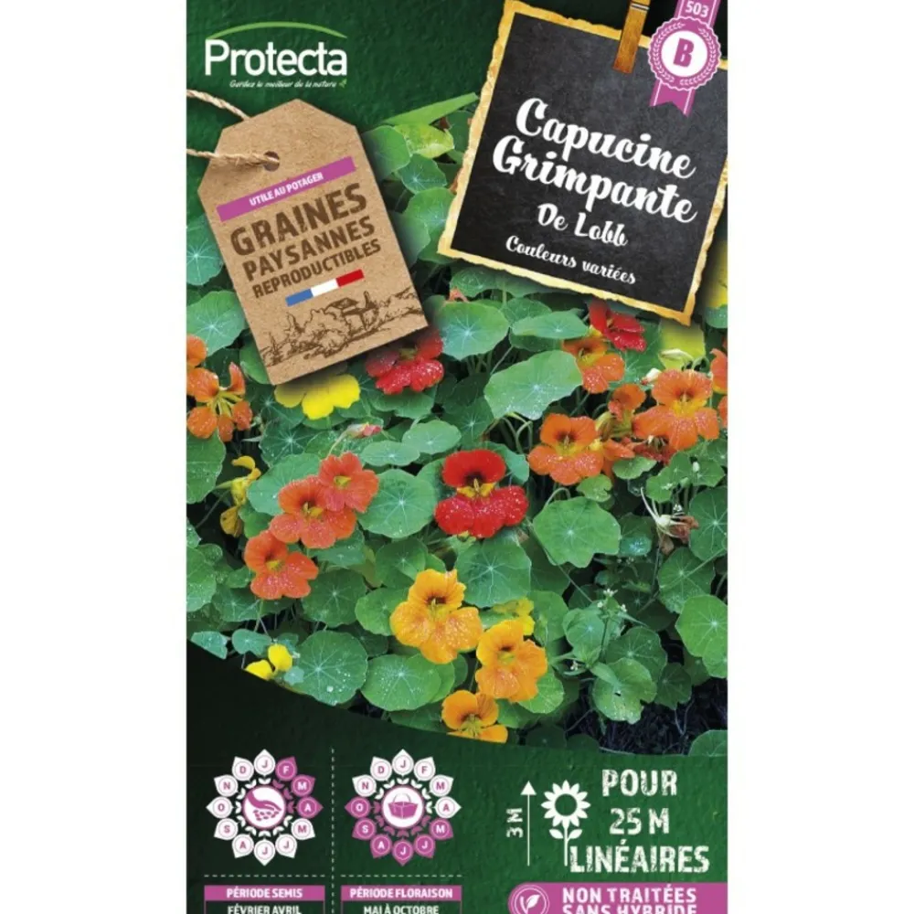 Protecta - Graines paysannes - capucine grande simple de lobb New