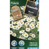 Protecta - Graines paysannes - camomille romaine Online