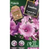 Protecta - Graines paysannes - lavatère à grande fleur Hot