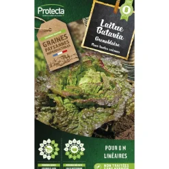 Protecta - Graines paysannes - laitue batavia rouge grenobloise Hot