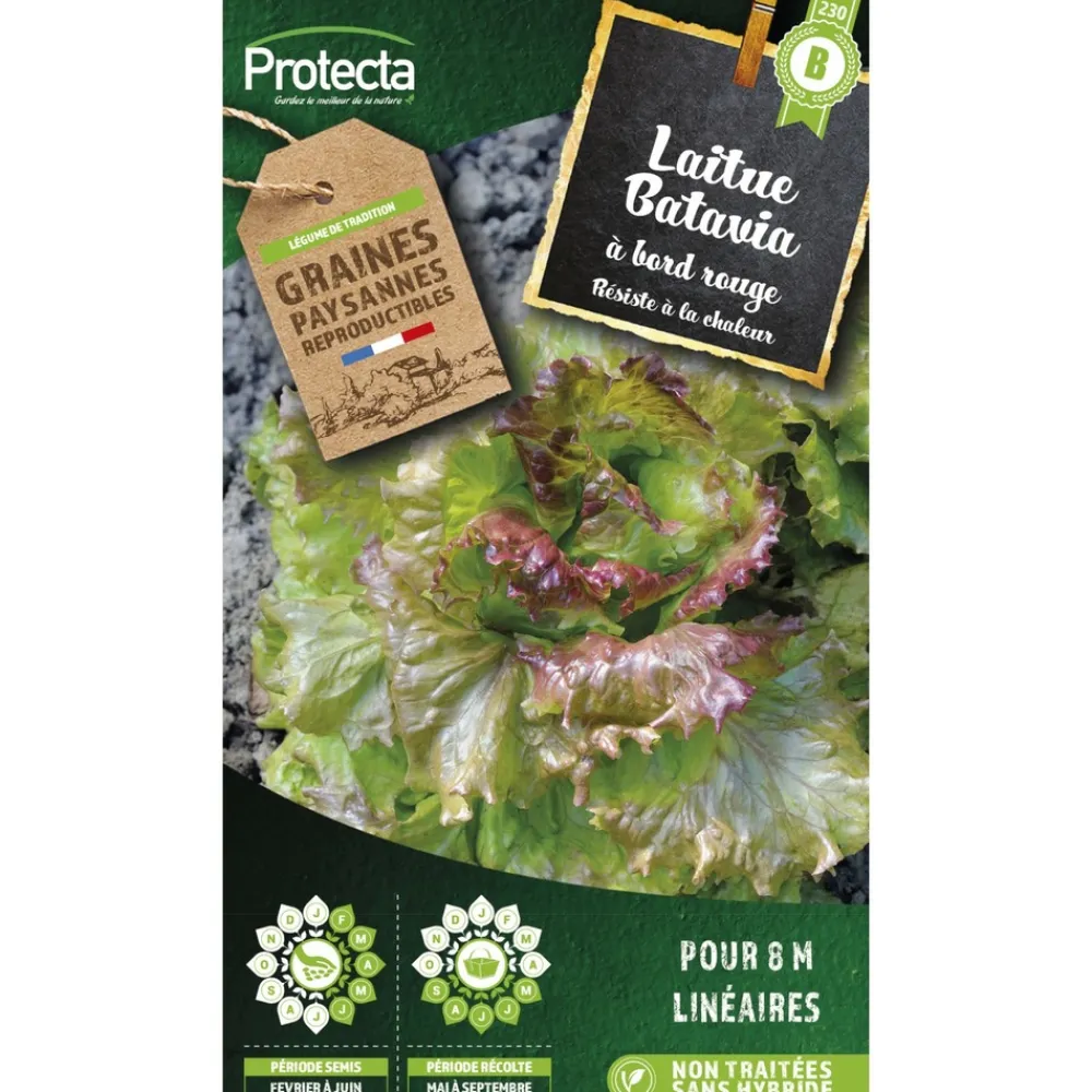 Protecta - Graines paysannes - laitue batavia blonde à bord rouge Hot