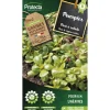 Protecta Graines De Légumes Et Aromatiques | - Graines paysannes - pourpier doré à salade