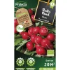 Protecta Graines De Légumes Et Aromatiques | - Graines paysannes - radis rond rouge saxa bio