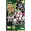 Protecta Graines De Légumes Et Aromatiques | - Graines paysannes - radis rond rose à bout blanc