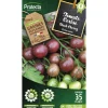 Protecta - Graines paysannes - tomate black cherry Sale