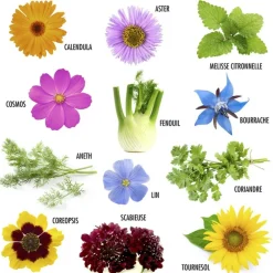 Radis Et Capucine Graines De Fleurs | - Coffret graines de fleurs à papillons