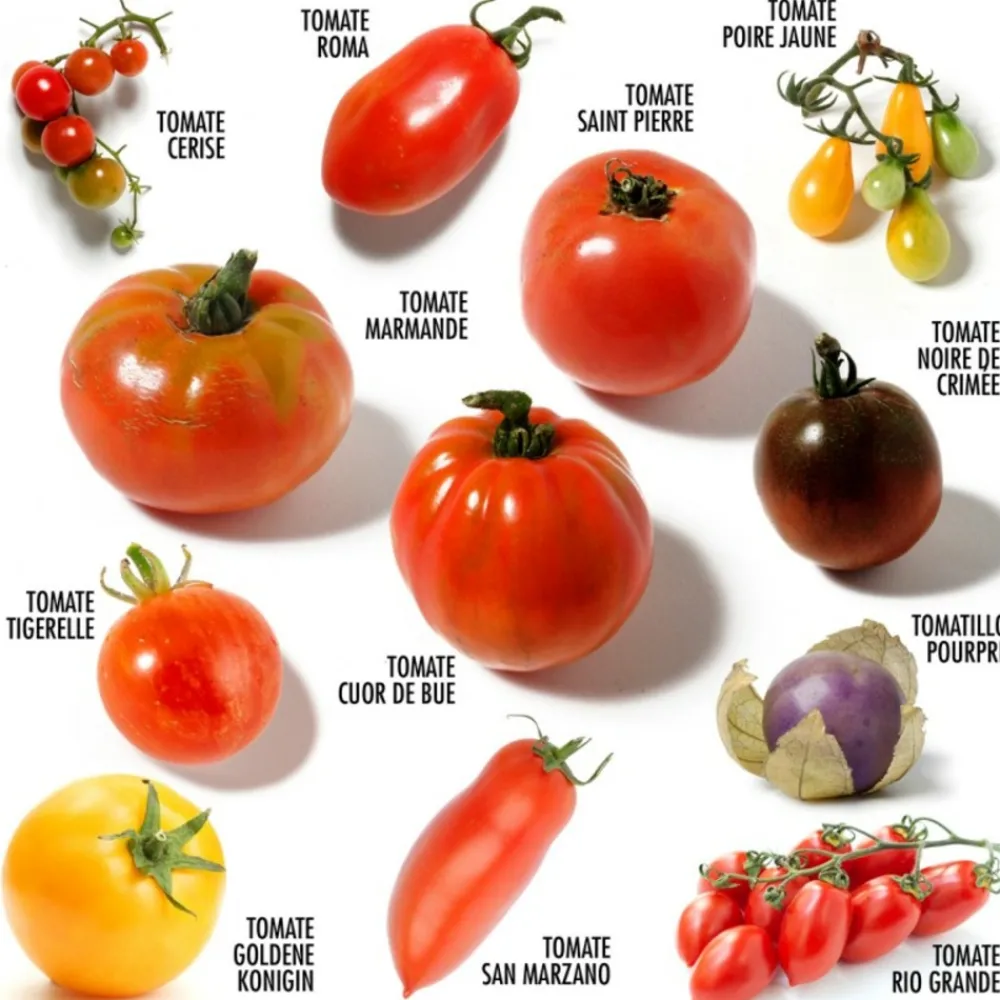 Radis Et Capucine Plants De Légumes Et Aromatiques | - Coffret 52 sachets de graines