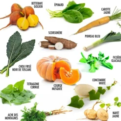 Radis Et Capucine Plants De Légumes Et Aromatiques | - Coffret 52 sachets de graines