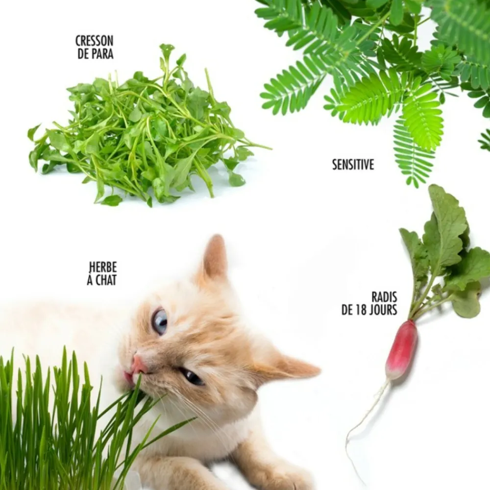 Radis Et Capucine Plants De Légumes Et Aromatiques | - Coffret 52 sachets de graines