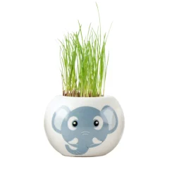 Radis et Capucine - Graines de fleurs-Pot éléphant Outlet