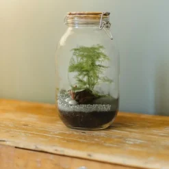 Radis Et Capucine - Terrarium à assembler soi-même avec graines d'asparagus à semer New