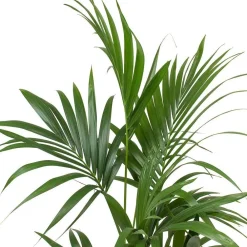 Reconciliation Vegetale - Palmier kentia d'intérieur d19 h120cm avec cache-pot Outlet