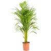 Reguardz - Areca H.110cm, pot D.21cm Discount