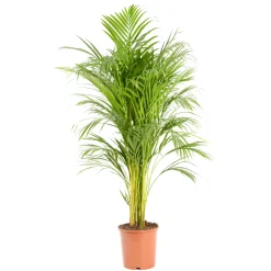 Reguardz - Areca H.110cm, pot D.21cm Discount